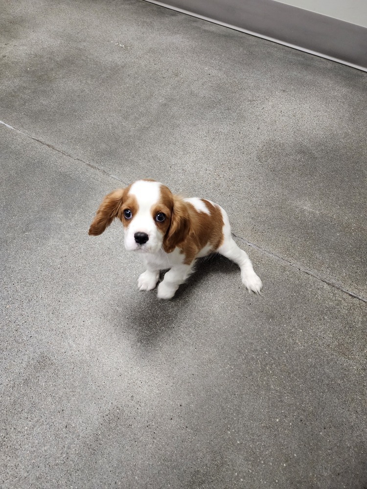 Cavalier- Conway