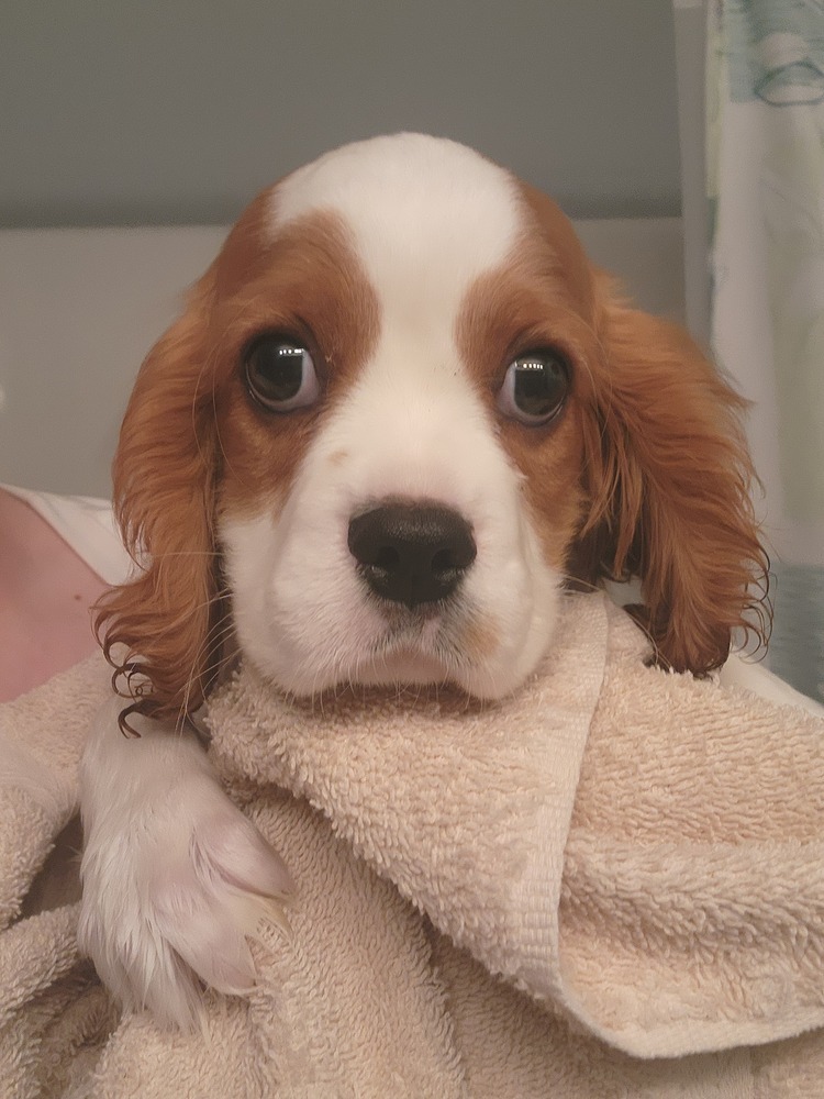 Cavalier- Conway