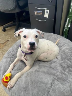 Harlowe, Young Female Mixed Breed