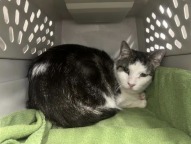Snowy, Adult Male Domestic Short Hair