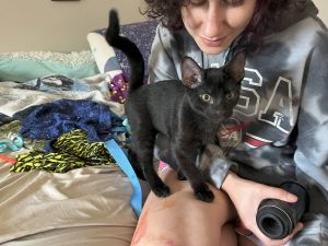 Tup, Baby Male Domestic Short Hair