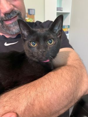 Red, Baby Male Domestic Short Hair