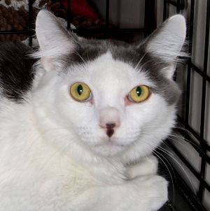 Eric, Adult Male Domestic Short Hair