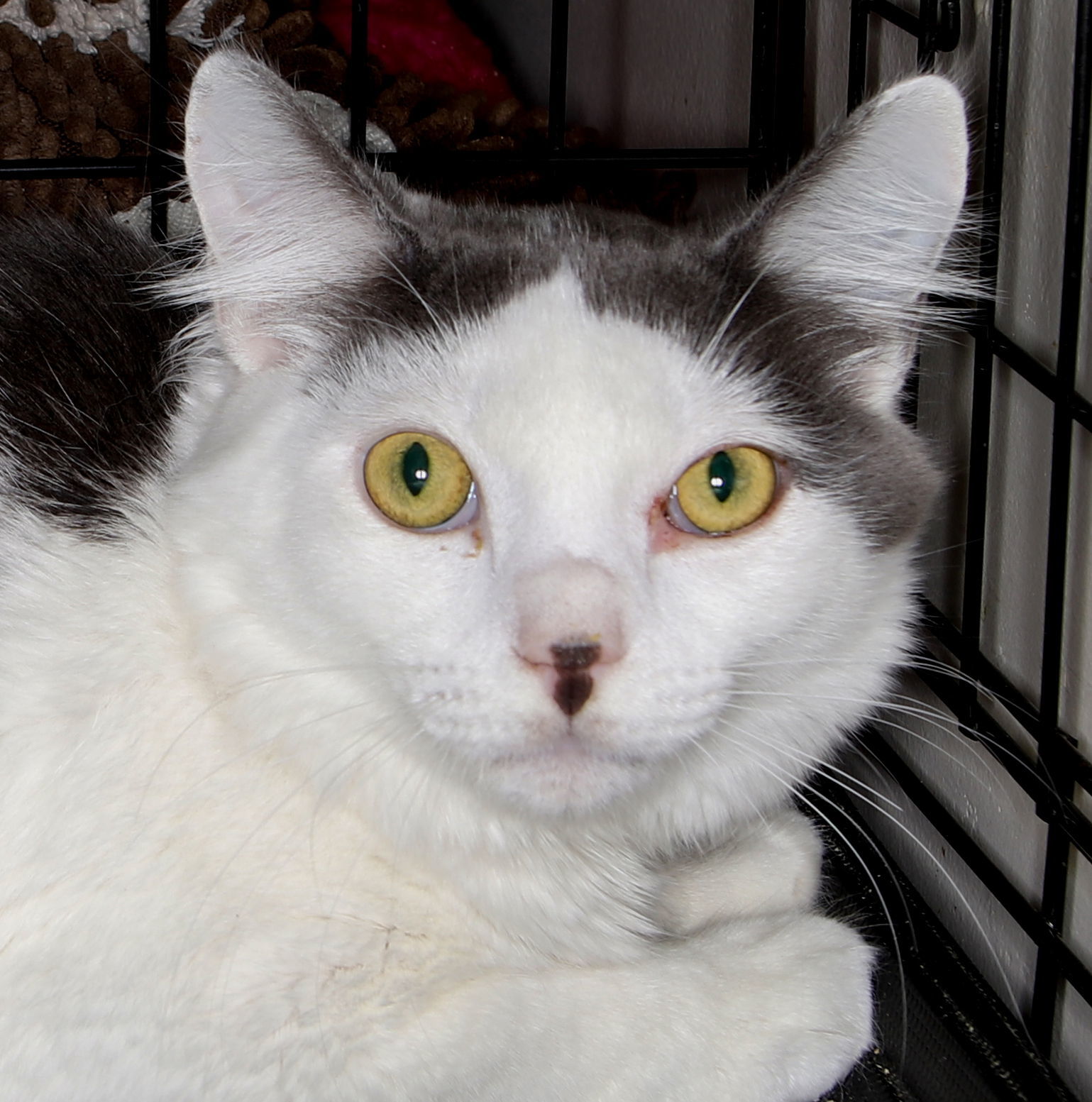 Eric - Petsmart Plantation