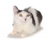 Eric - Petsmart Plantation photo 2