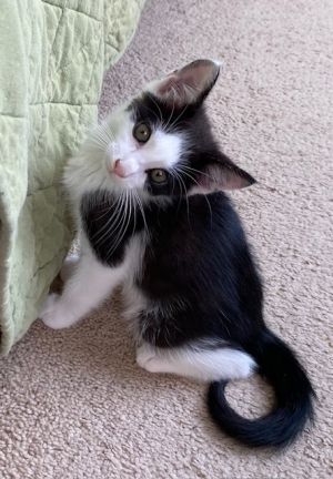 Sassafras Domestic Short Hair Cat