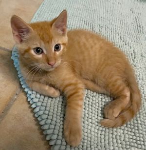 Date of Birth 32325 Adoption Fee 15000 Date Posted 62625 Hi My name is Rhubarb I am a sma