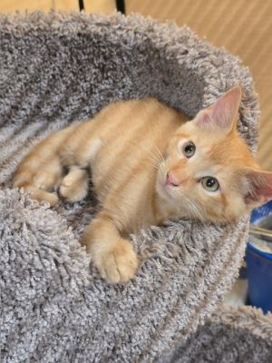 Date of Birth 32325 Adoption Fee 15000 Date Posted 62625 Hi My name is Rhubarb I am a sma