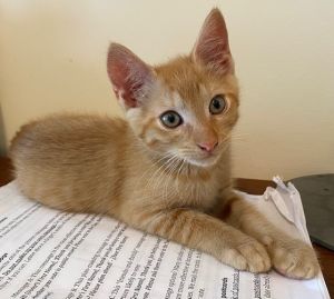 Date of Birth 32325 Adoption Fee 15000 Date Posted 62625 Hi My name is Alfalfa I am a sma