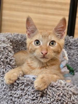 Date of Birth 32325 Adoption Fee 15000 Date Posted 62625 Hi My name is Alfalfa I am a sma