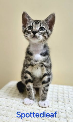 Spotted Leaf, Baby Male Domestic Short Hair