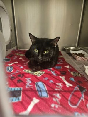 2025-06-286 *Margaret*, Adult Female Domestic Short Hair
