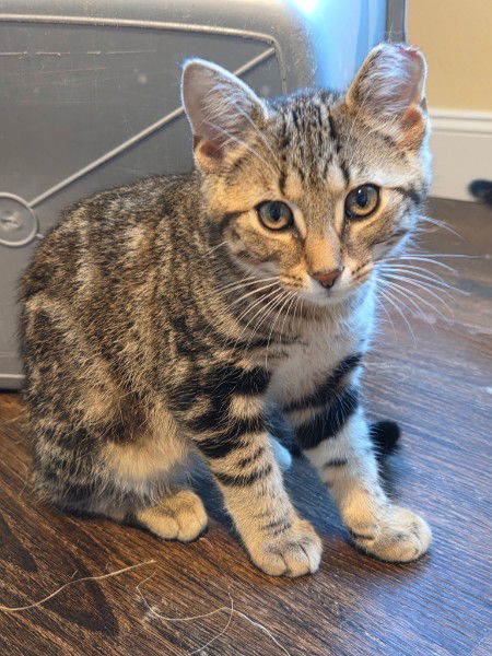 Munchkin, an adoptable Domestic Short Hair, Tabby in Traverse City, MI, 49686 | Photo Image 1