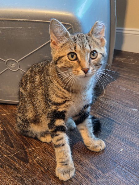 Munchkin, an adoptable Domestic Short Hair, Tabby in Traverse City, MI, 49686 | Photo Image 2