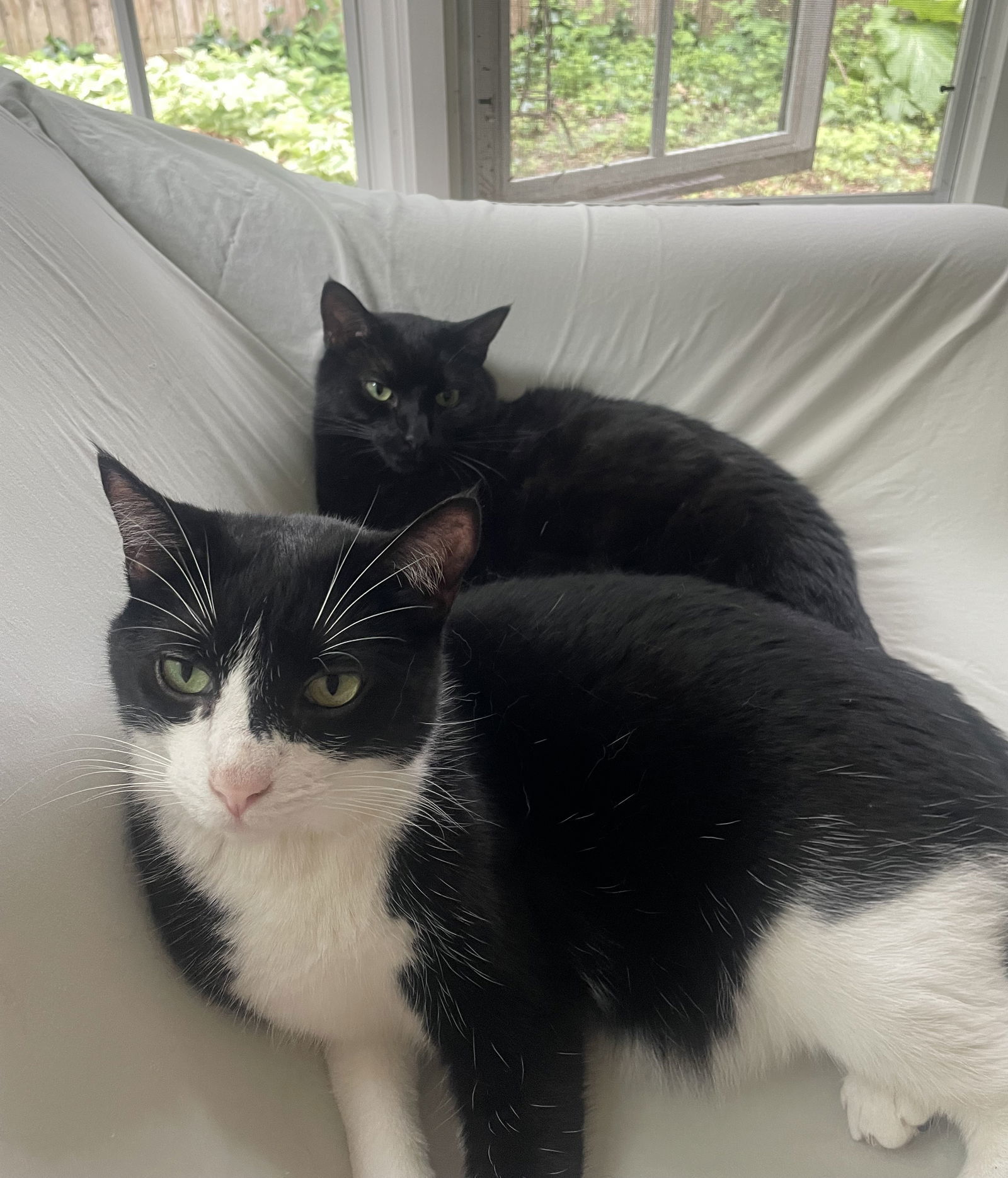 Gizmo, an adoptable Domestic Short Hair in Traverse City, MI, 49686 | Photo Image 1