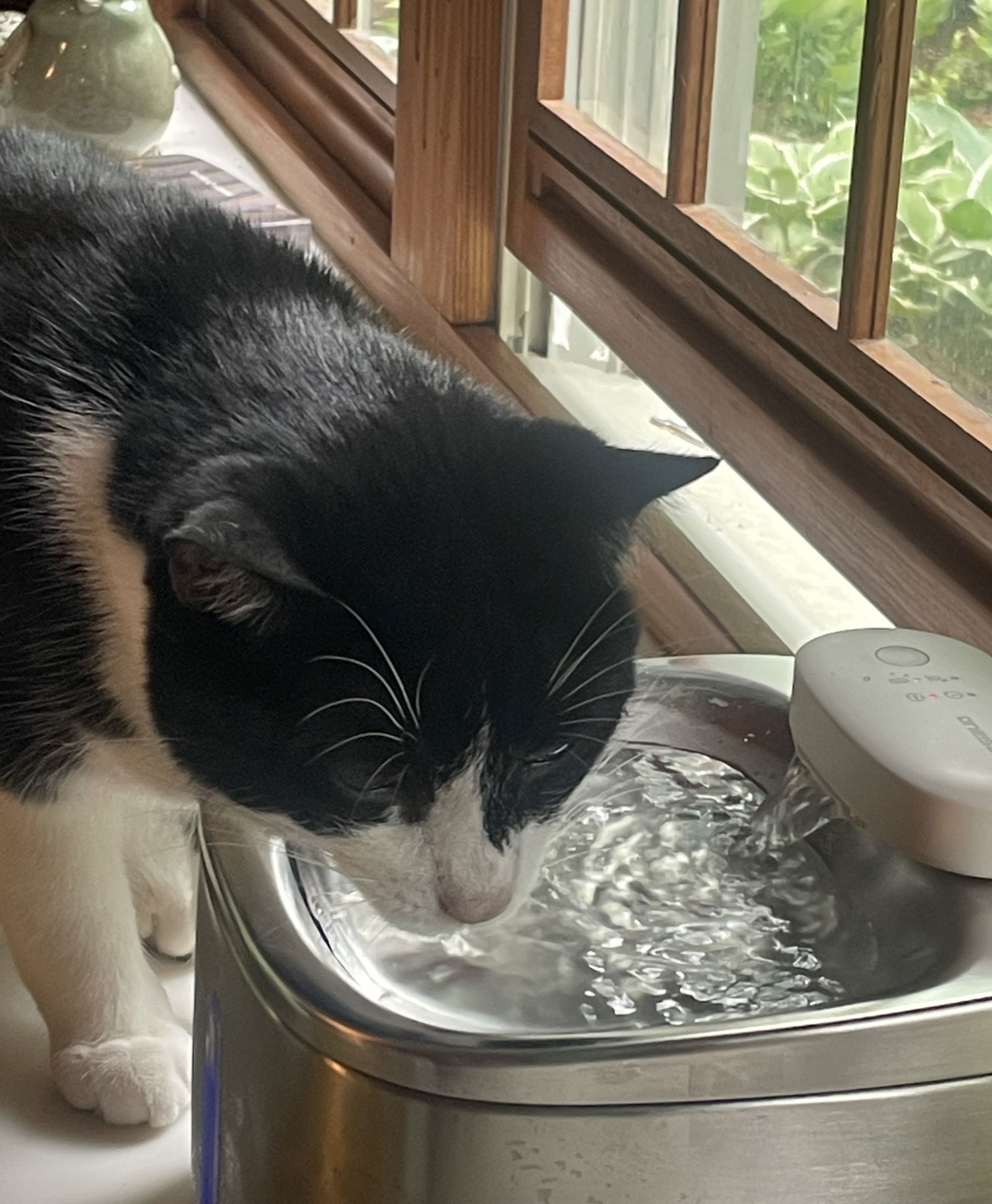 Gizmo, an adoptable Domestic Short Hair in Traverse City, MI, 49686 | Photo Image 2