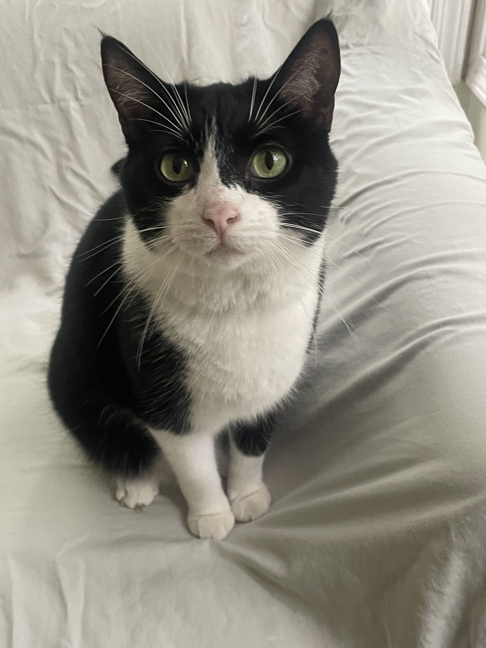 Gizmo, an adoptable Domestic Short Hair in Traverse City, MI, 49686 | Photo Image 3