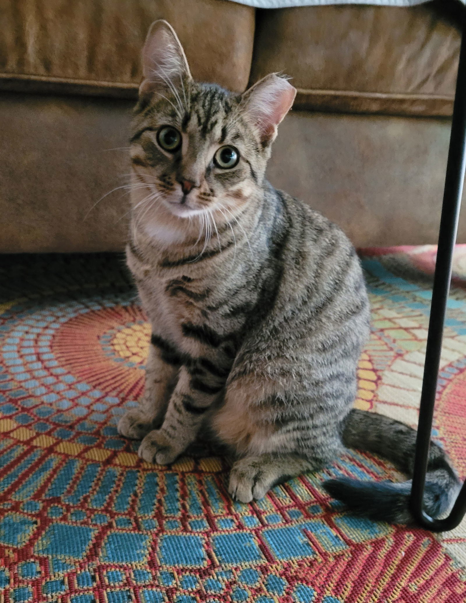 Henry, an adoptable Domestic Short Hair, Tabby in Traverse City, MI, 49686 | Photo Image 1
