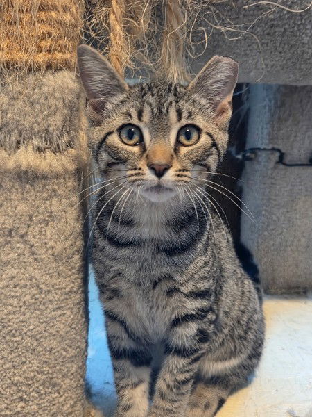 Henry, an adoptable Domestic Short Hair, Tabby in Traverse City, MI, 49686 | Photo Image 2