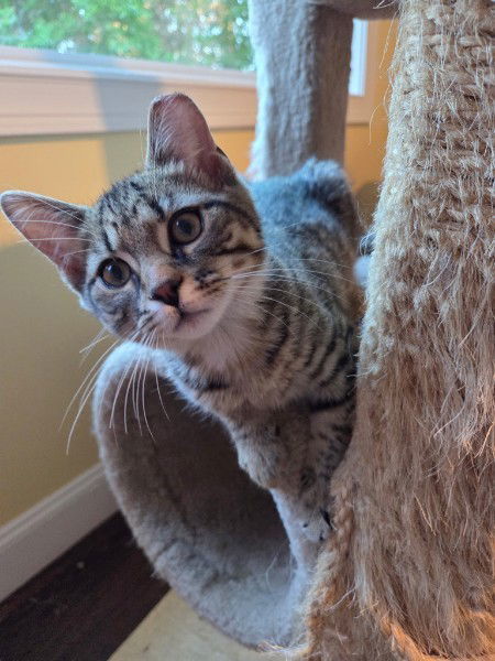 Henry, an adoptable Domestic Short Hair, Tabby in Traverse City, MI, 49686 | Photo Image 3