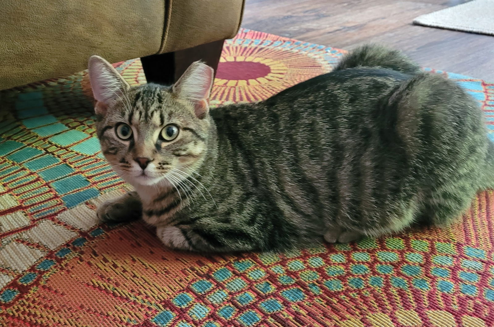 Toto, an adoptable Domestic Short Hair, Tabby in Traverse City, MI, 49686 | Photo Image 1