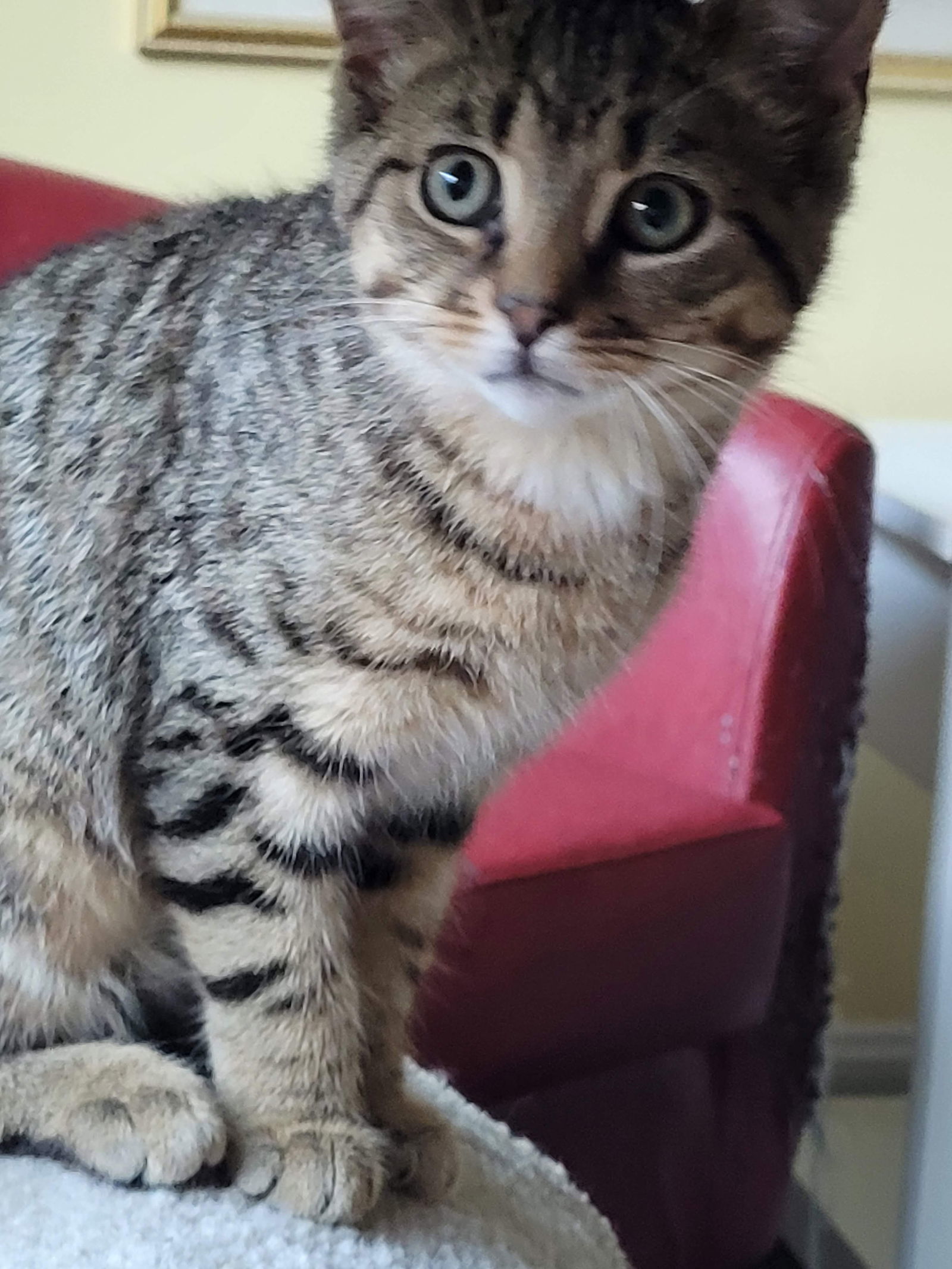 Toto, an adoptable Domestic Short Hair, Tabby in Traverse City, MI, 49686 | Photo Image 2