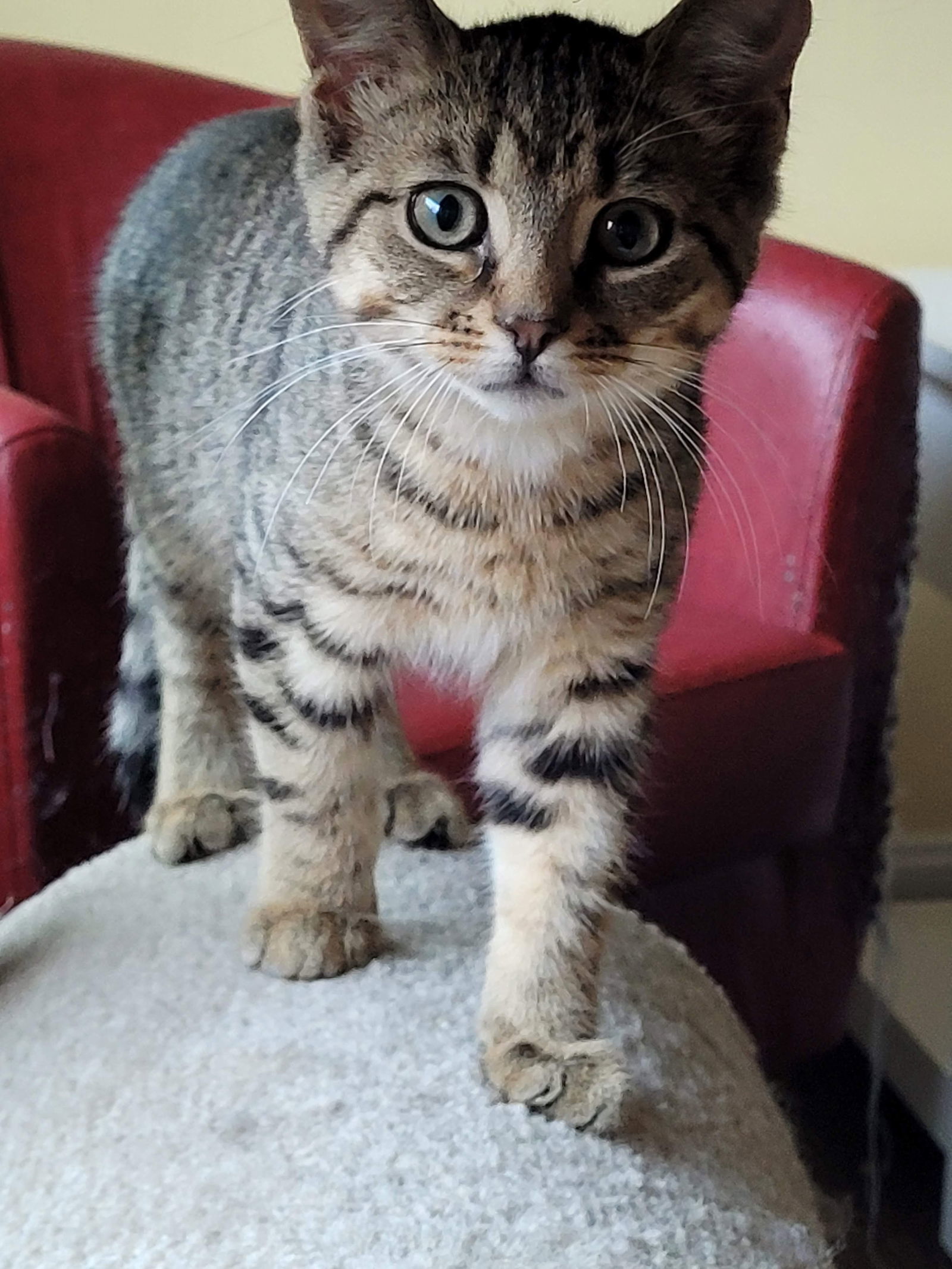 Toto, an adoptable Domestic Short Hair, Tabby in Traverse City, MI, 49686 | Photo Image 3