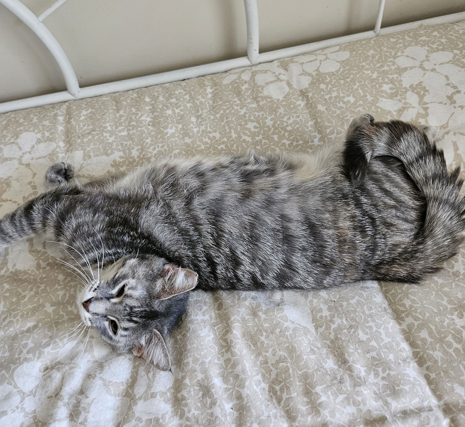 Pam, an adoptable Domestic Short Hair, Tabby in Traverse City, MI, 49686 | Photo Image 1