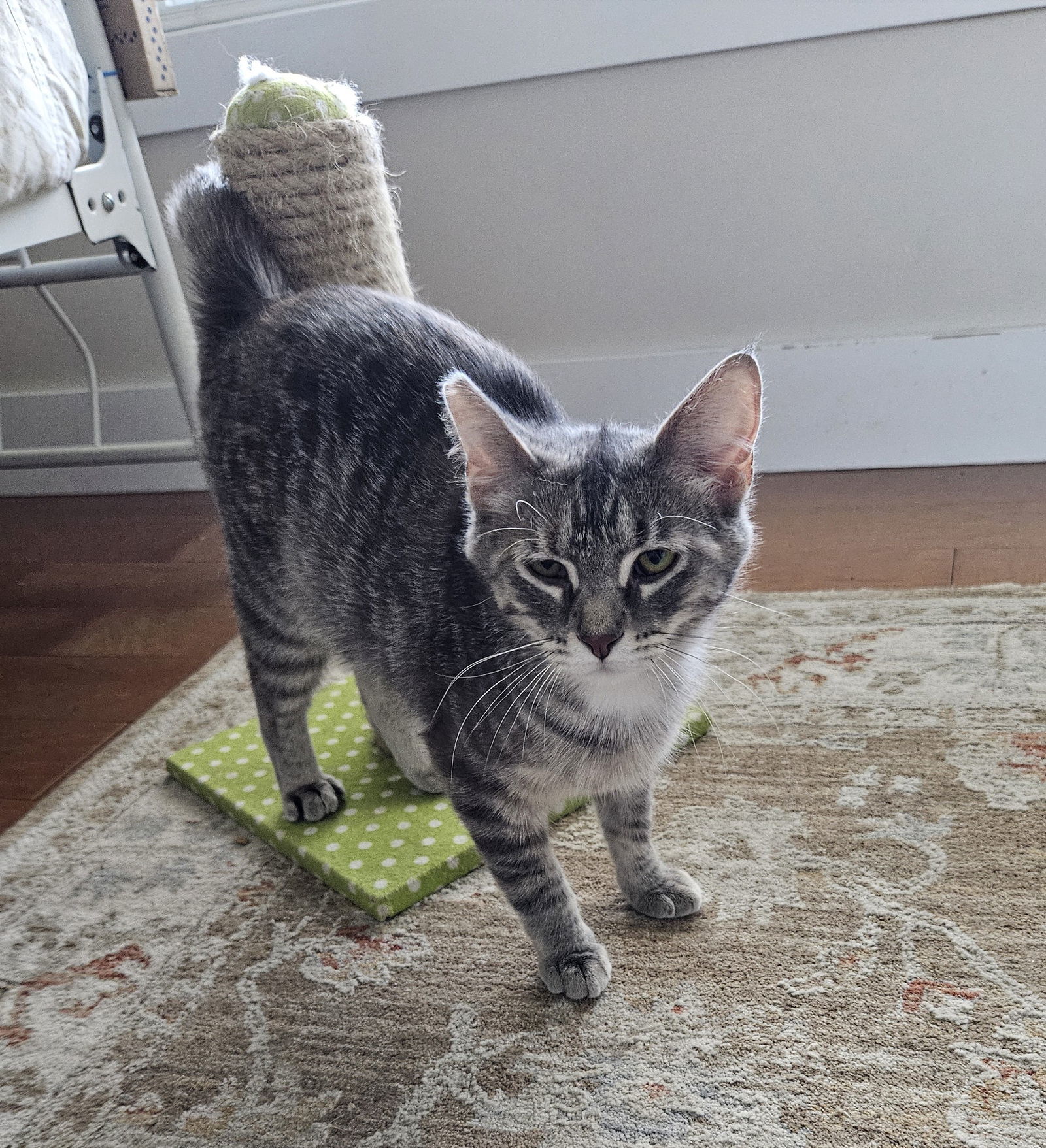 Pam, an adoptable Domestic Short Hair, Tabby in Traverse City, MI, 49686 | Photo Image 2