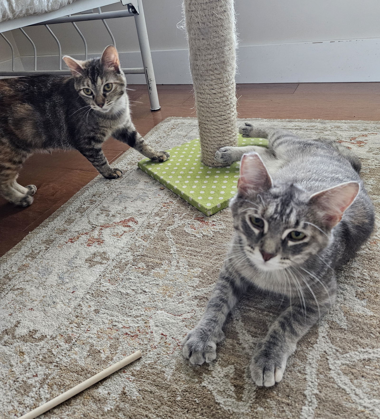 Pam, an adoptable Domestic Short Hair, Tabby in Traverse City, MI, 49686 | Photo Image 3