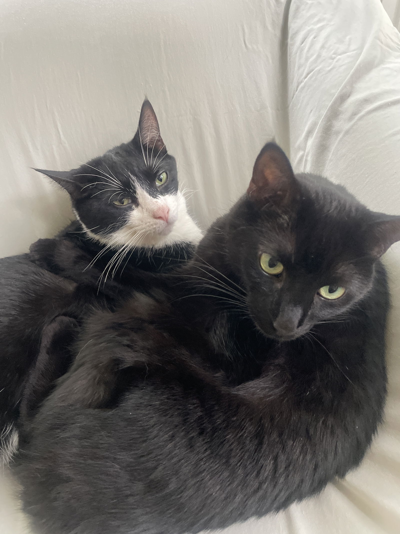 Modgui, an adoptable Domestic Short Hair in Traverse City, MI, 49686 | Photo Image 1