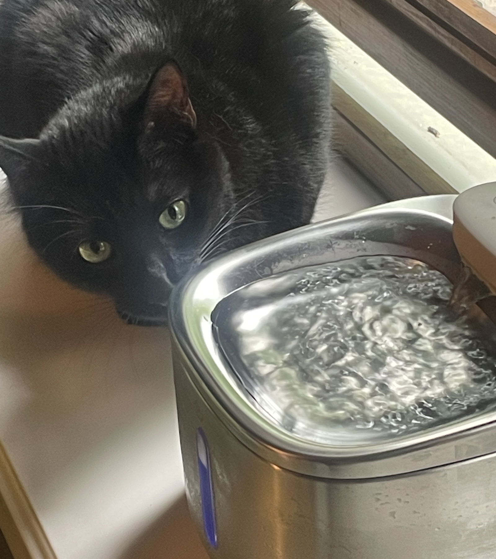 Modgui, an adoptable Domestic Short Hair in Traverse City, MI, 49686 | Photo Image 2