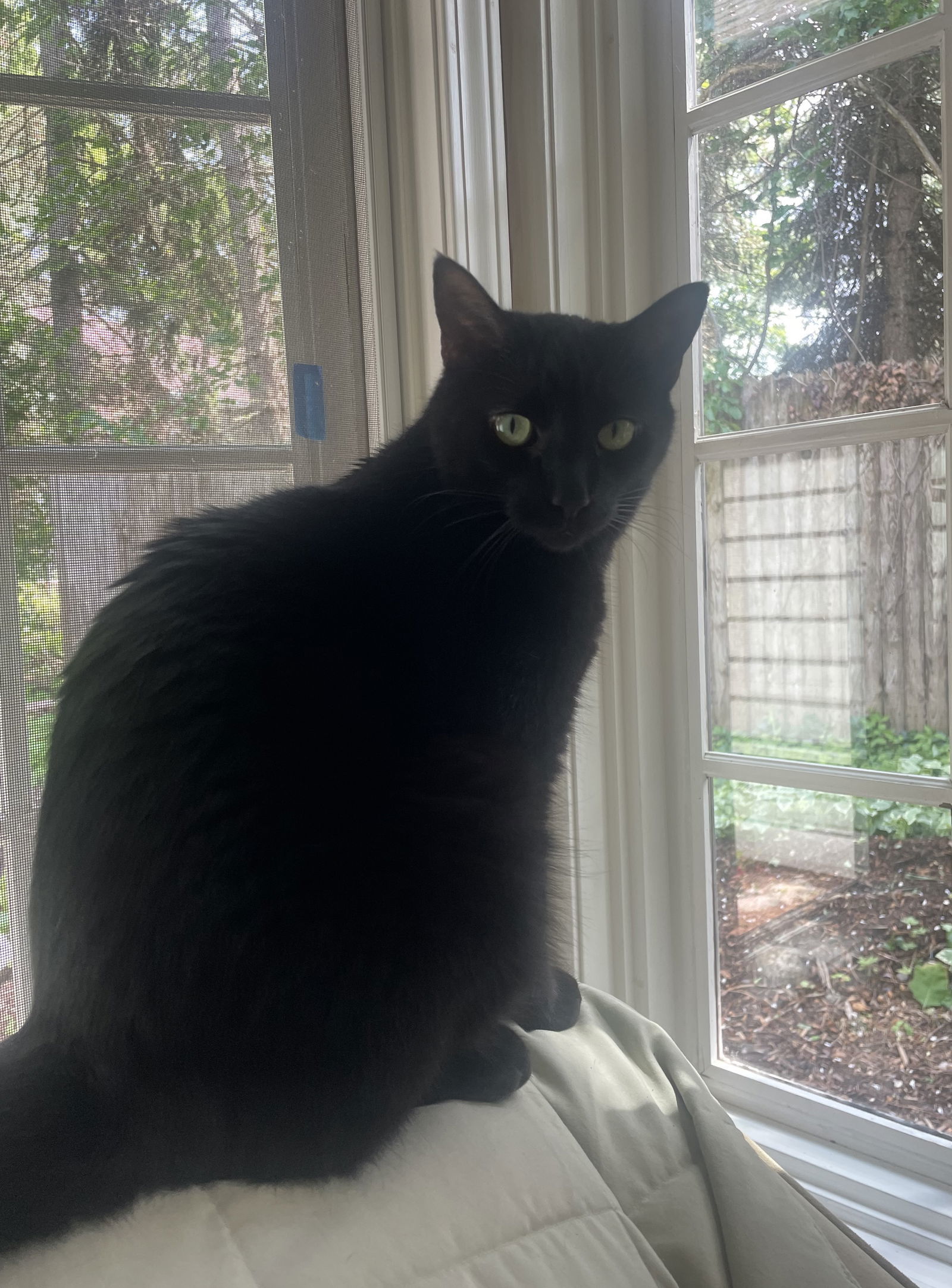 Modgui, an adoptable Domestic Short Hair in Traverse City, MI, 49686 | Photo Image 3