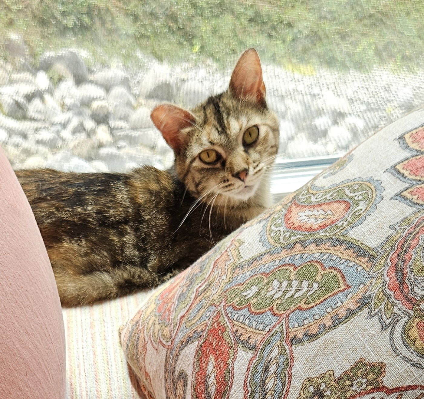 Molly, an adoptable Domestic Short Hair, Tabby in Traverse City, MI, 49686 | Photo Image 1