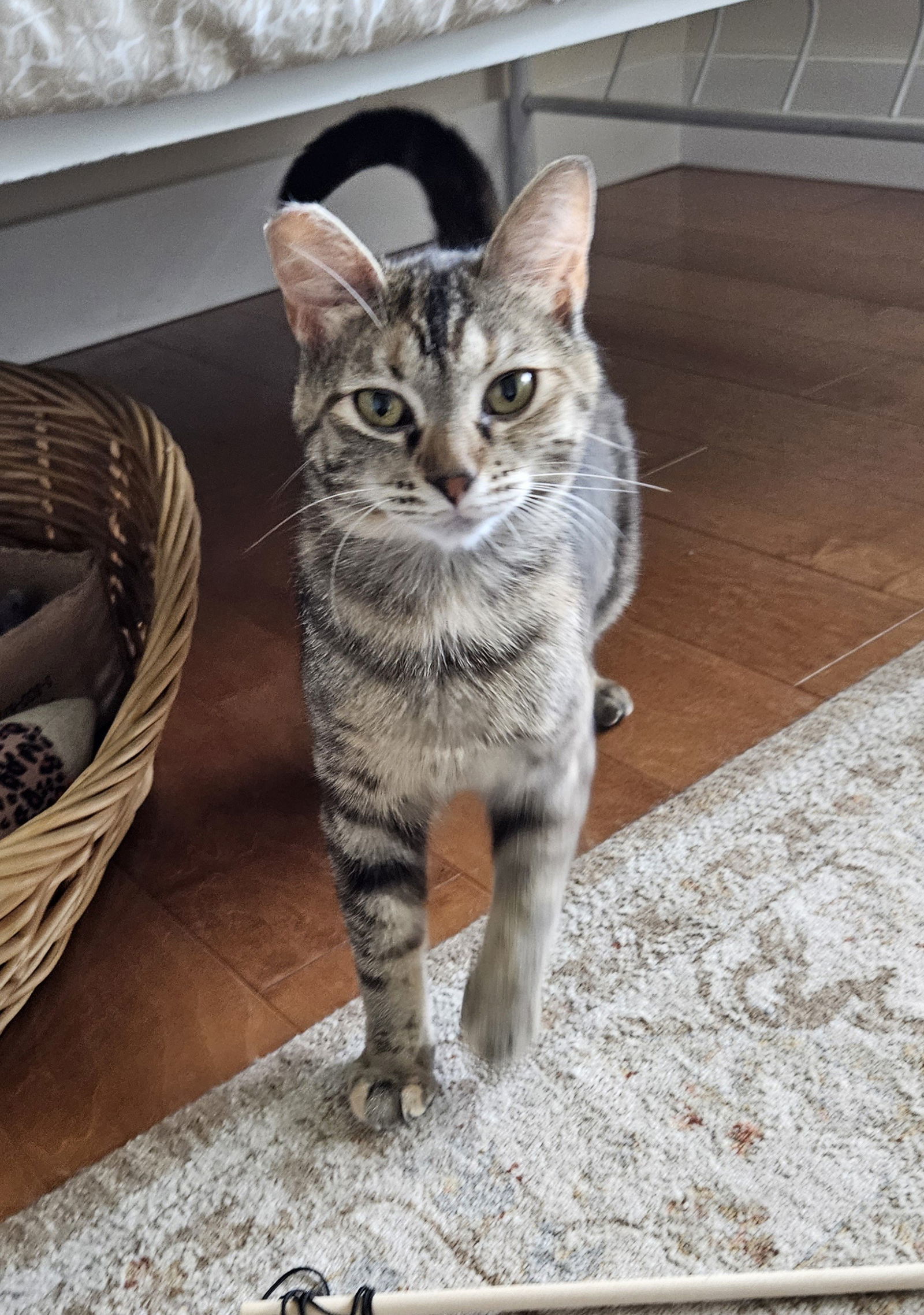 Molly, an adoptable Domestic Short Hair, Tabby in Traverse City, MI, 49686 | Photo Image 2