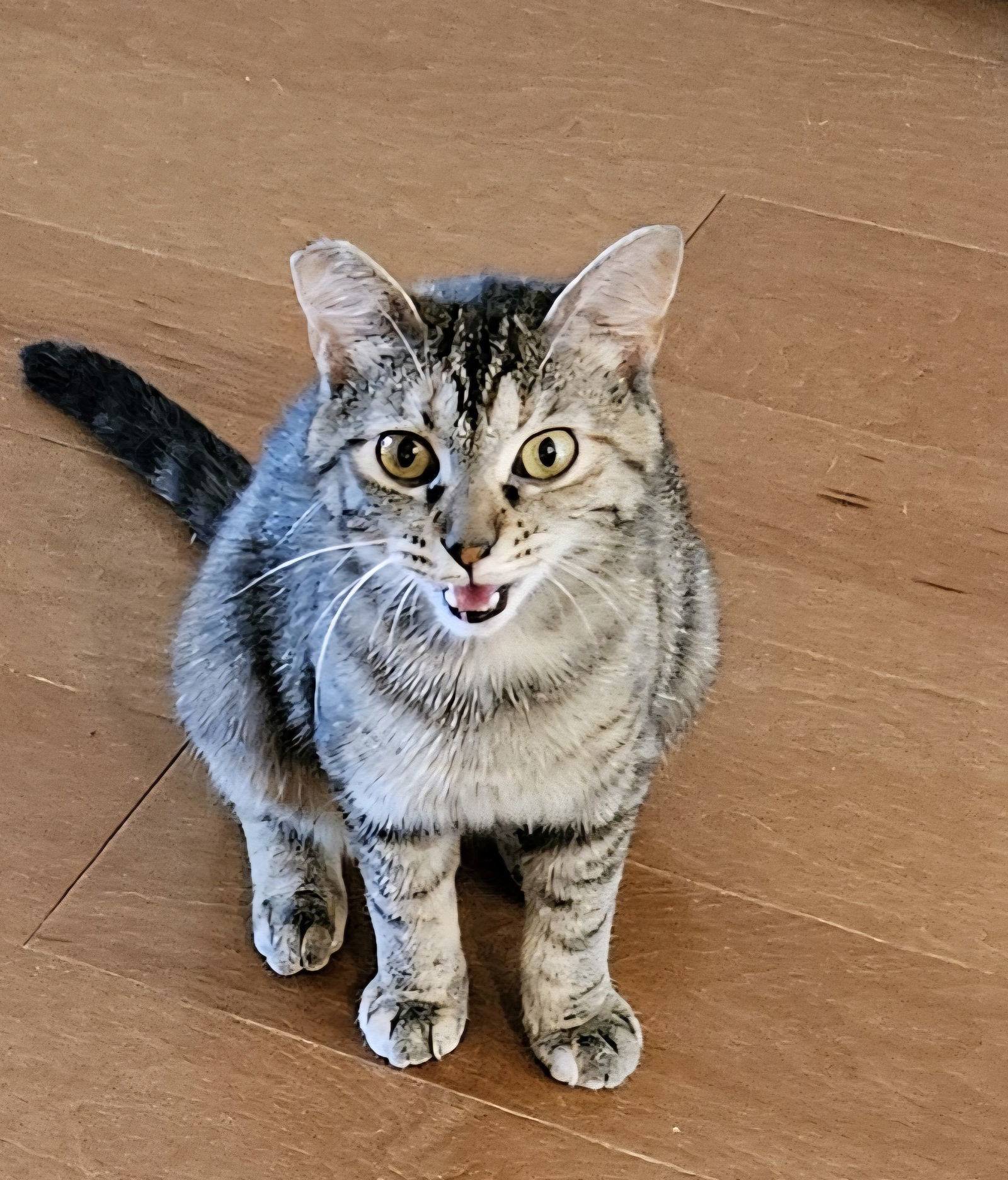 Molly, an adoptable Domestic Short Hair, Tabby in Traverse City, MI, 49686 | Photo Image 3