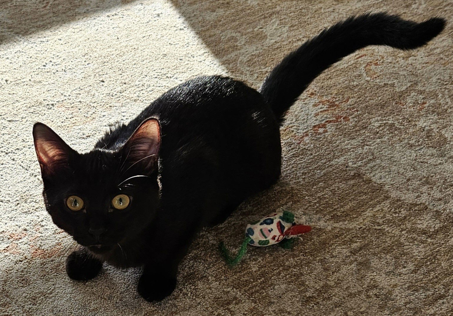 Leah, an adoptable Domestic Short Hair in Traverse City, MI, 49686 | Photo Image 1
