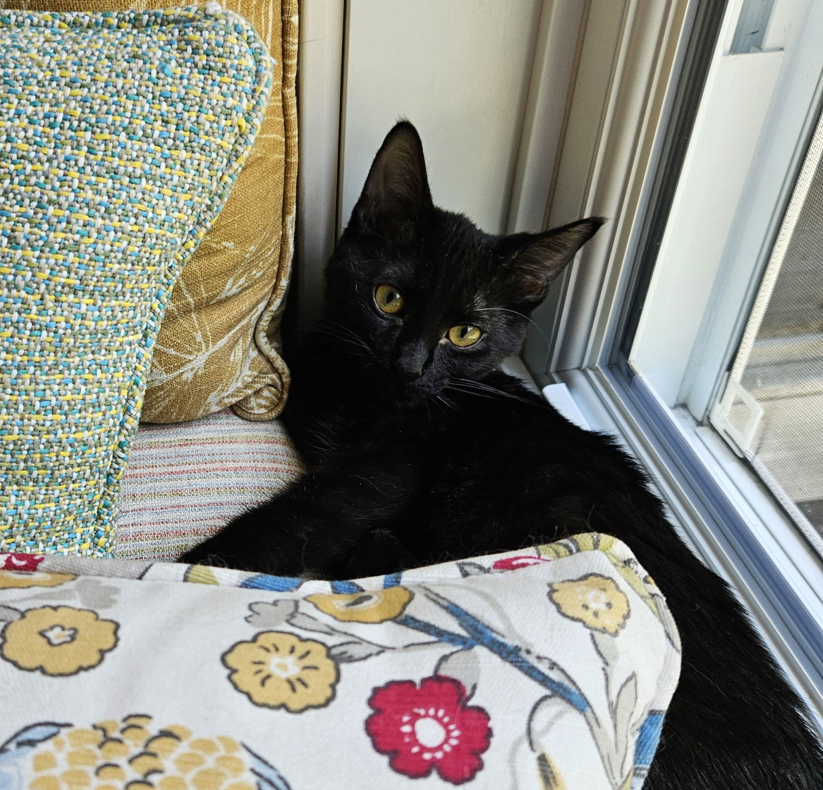 Leah, an adoptable Domestic Short Hair in Traverse City, MI, 49686 | Photo Image 2