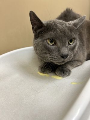 Lou Domestic Short Hair Cat