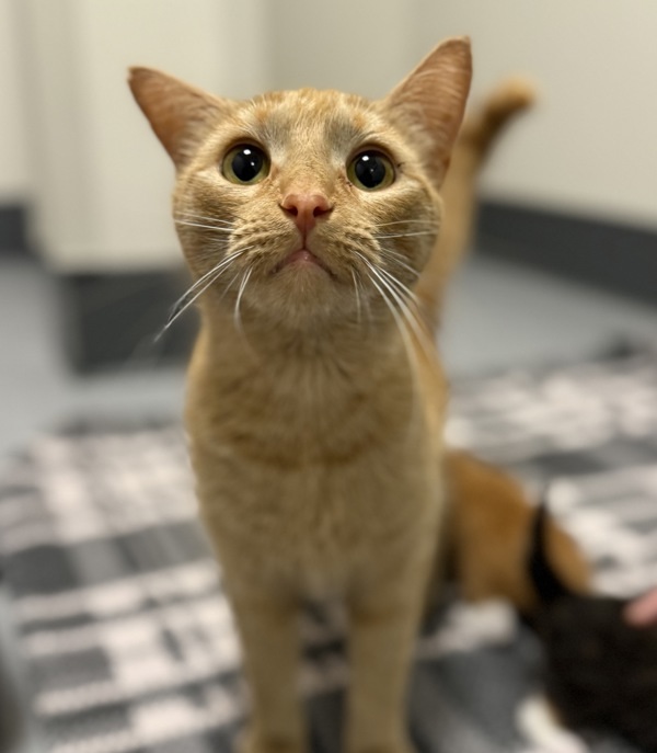 Tiger, an adoptable Domestic Short Hair in Sheboygan, WI, 53083 | Photo Image 1