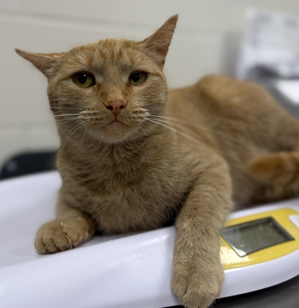 Tiger, an adoptable Domestic Short Hair in Sheboygan, WI, 53083 | Photo Image 3