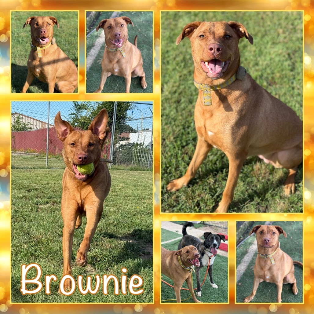 Brownie