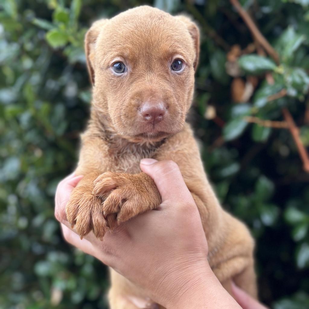 Brownie