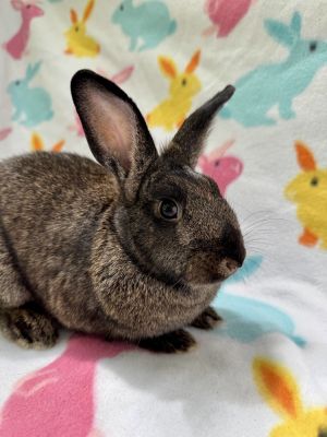 Slate, Adult Female Dutch