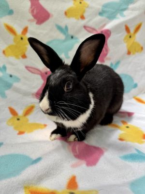 Sapphire, Adult Female Dutch