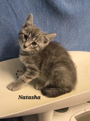 Natasha, Adult Female Domestic Short Hair