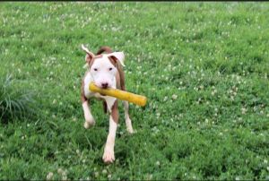 Khan, Young Male Pit Bull Terrier