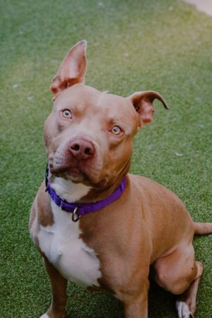 What my friends at Seattle Humane say about me I am a young pup who is ready to learn I