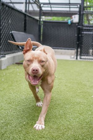 What my friends at Seattle Humane say about me I am a young pup who is ready to learn I