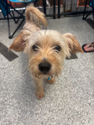 Cookie Two Step, Young Male Yorkshire Terrier